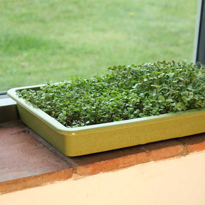 Bamboo Seed Tray in window 