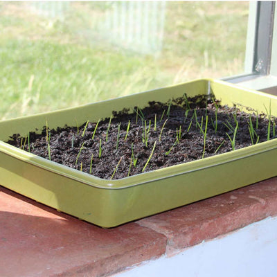 Bamboo Seed Tray sprouting 