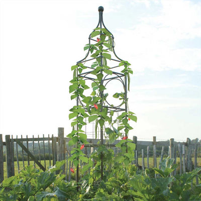 big ben plant frame in use in a garden 