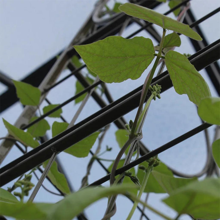 big ben plant frame close up
