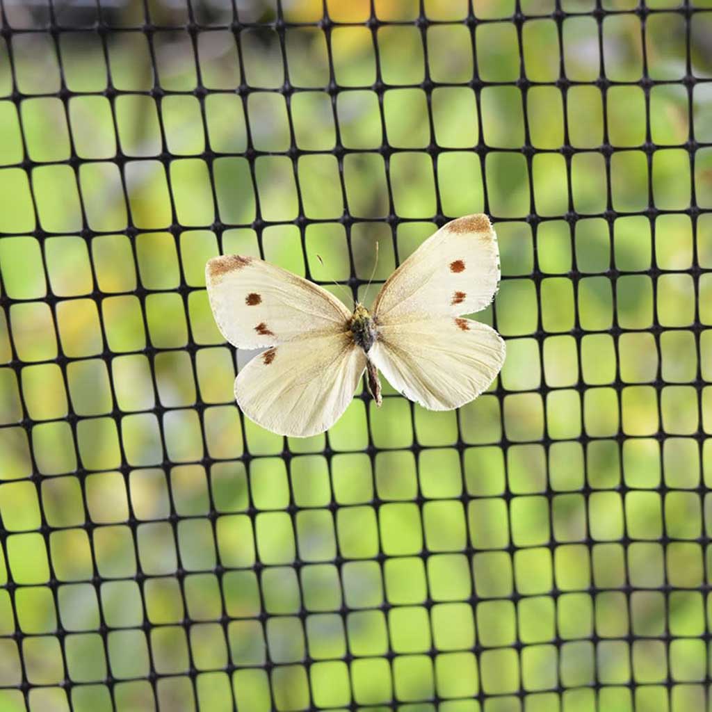 butterfly netting with butterfly 