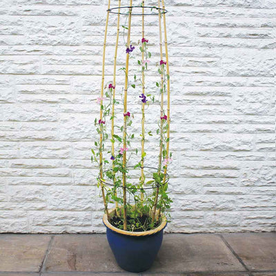 cane rings aginst white wall in use with flowers 