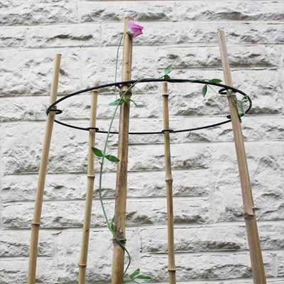cane rings in use with flower example low angle 