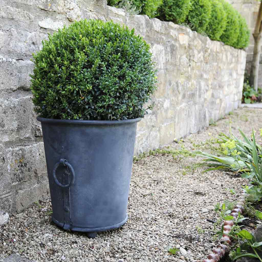 classic zinc planter in walled garden 