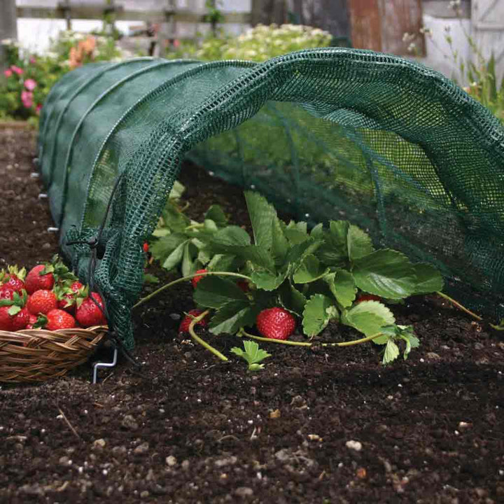 Agriframes Easy Net Tunnel with a strawberry plant and a basket with freshly picked strawberries on a soil bed.