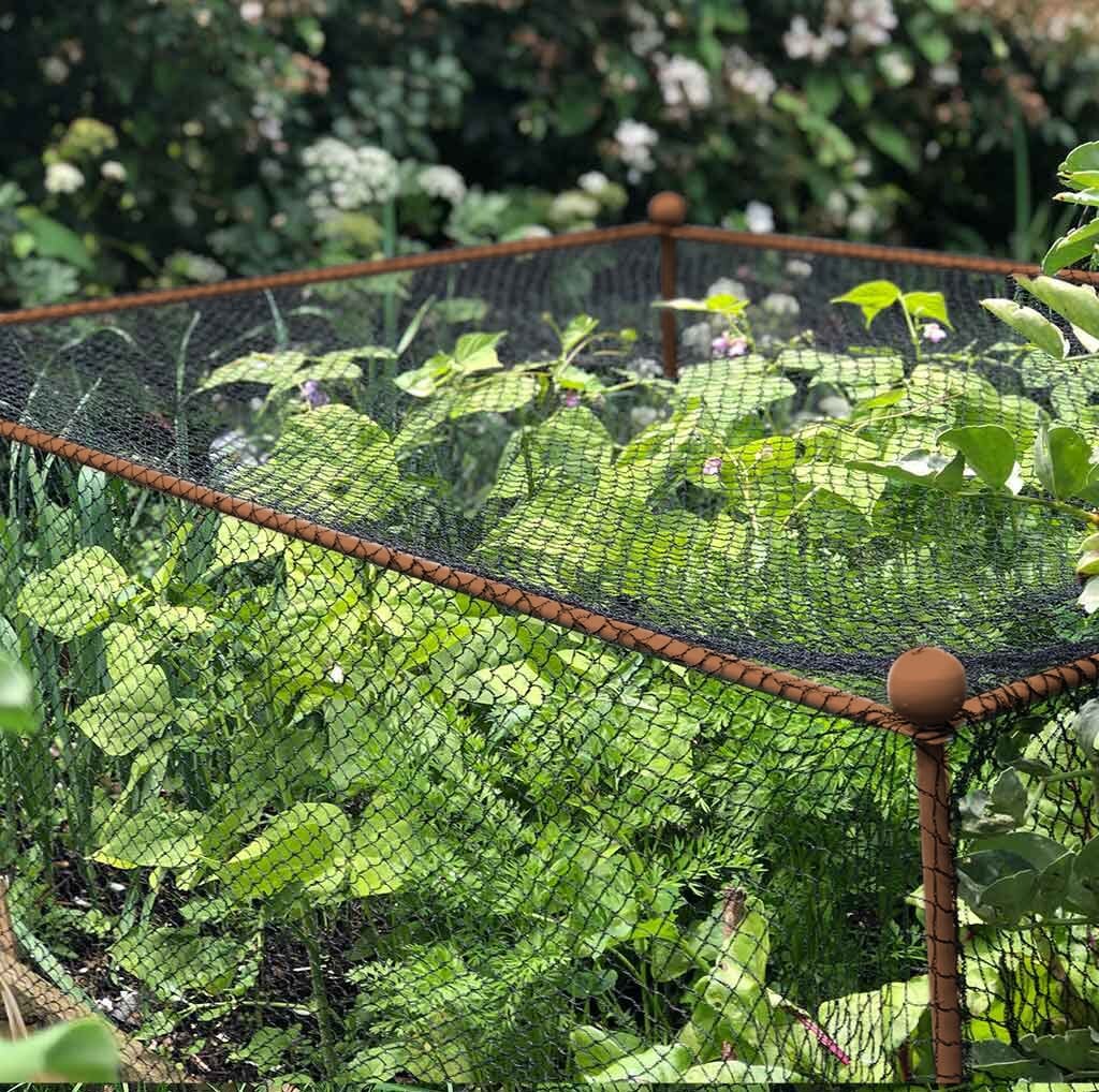 Agriframes Elegance Crop Cage in Rustic sheltering a bed of plants. 