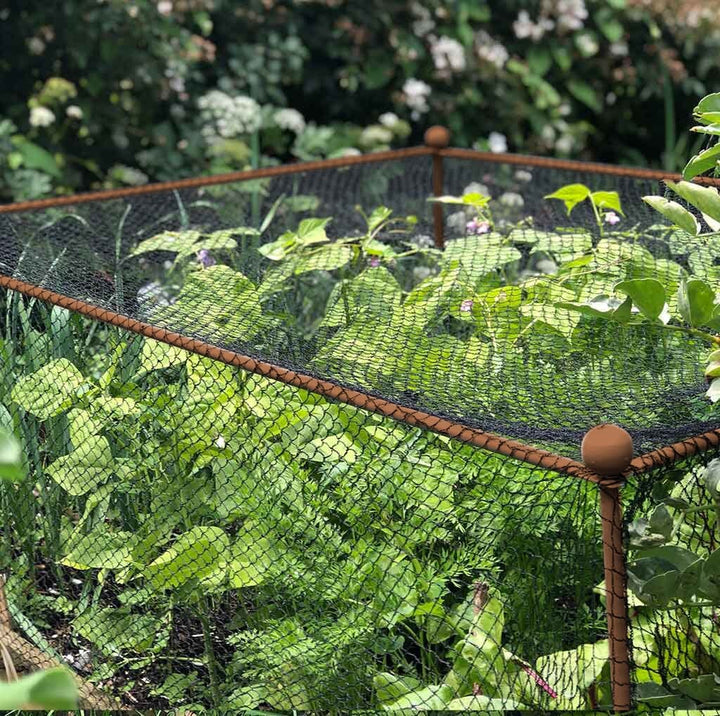 Agriframes Elegance Crop Cage in Rustic sheltering a bed of plants. 