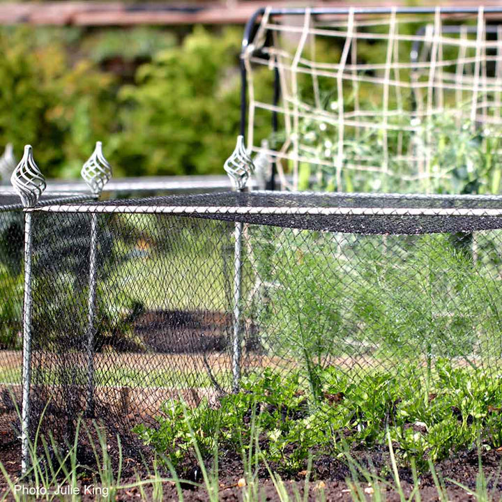 Elegance vegetable cage with spiral finials  installed on a vegetable patch