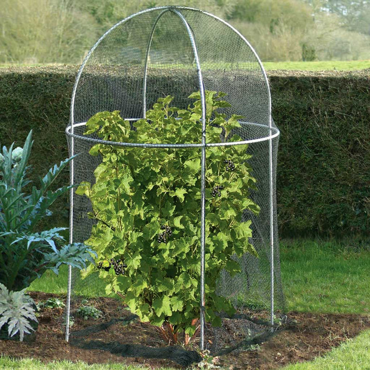 Agriframes Elegance Domed Fruit Cage with a blackberry bush inside