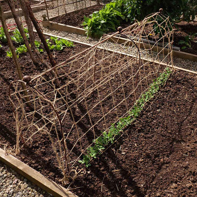 Elegance Pea & Bean Hoops With Round Finial