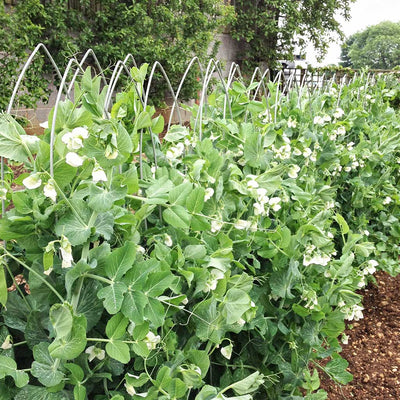 Pea Frame Elegance Pea Frame | Plant Frames And Supports | Agriframes