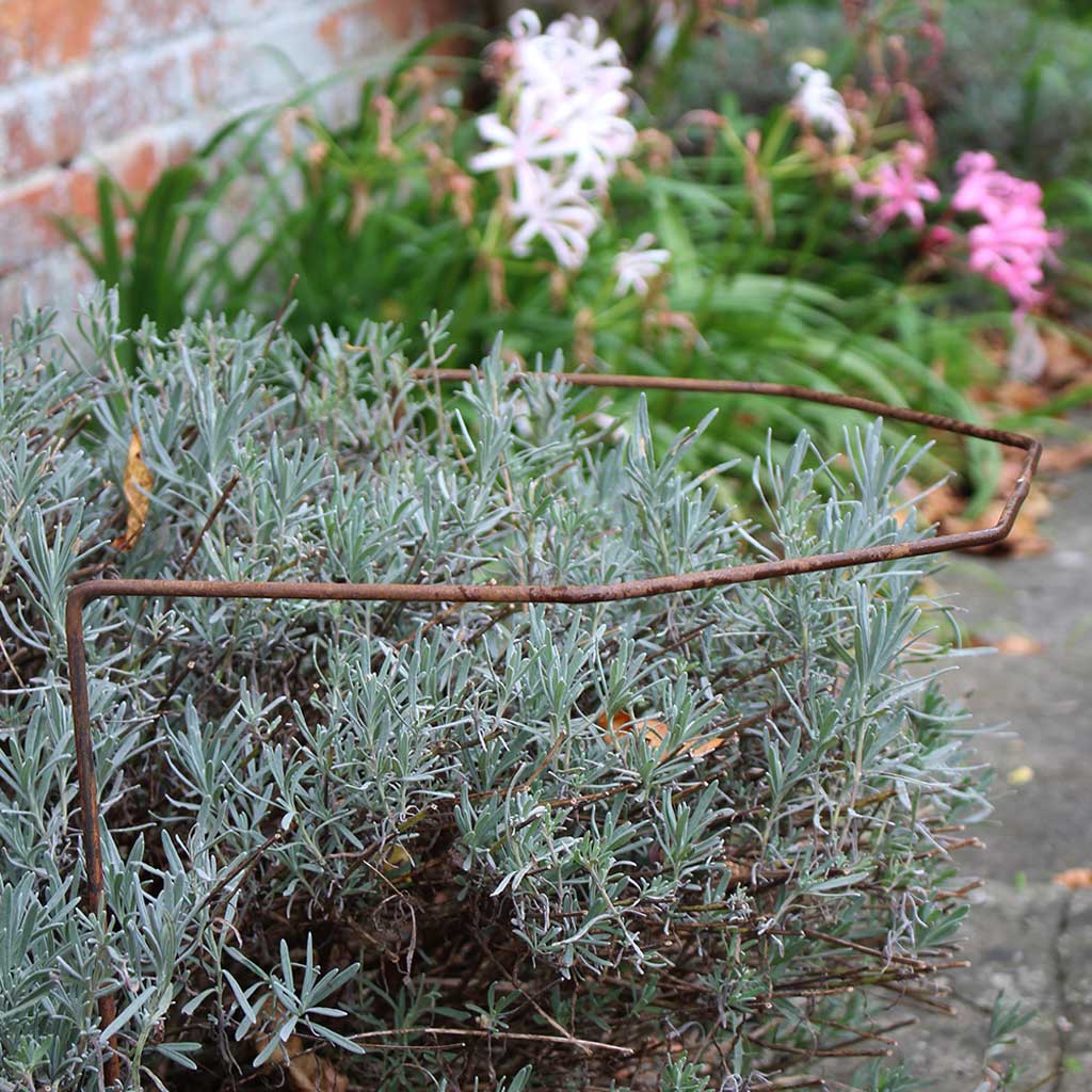 Agriframes Elegance Plant Support in Rustic supporting a plant in a flowerbed.