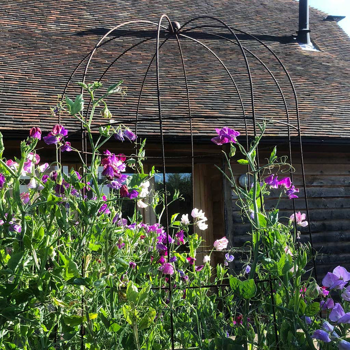 Elegance Runner Bean Tower