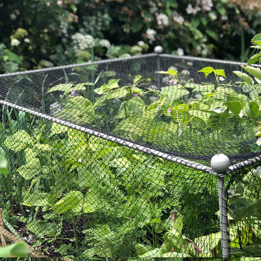 Angled shot of the Agriframes Elegance Vegetable Cage with round finials installed with vegetable plants growing beneath it