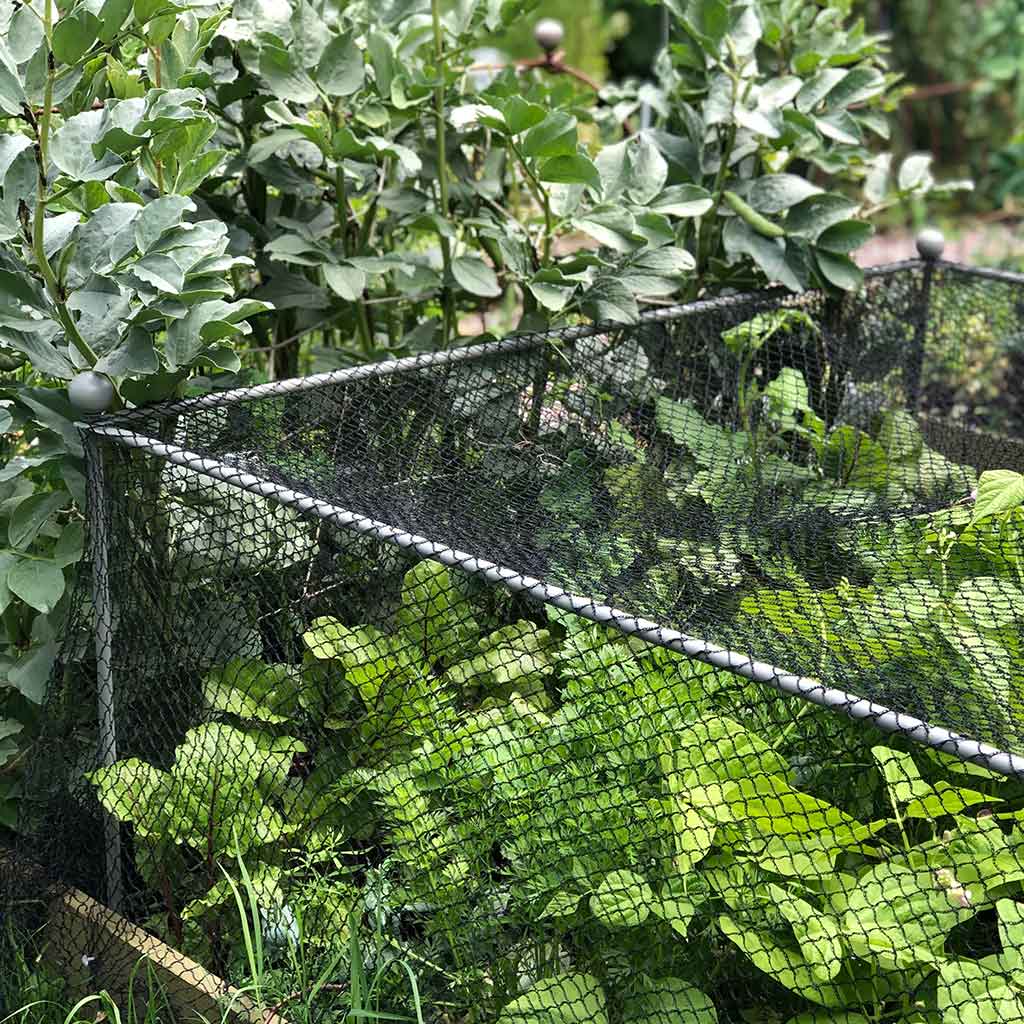 Half shot of the Agriframes Elegance Vegetable Cage with round finials installed in a raised bed with vegetable plants growing within it