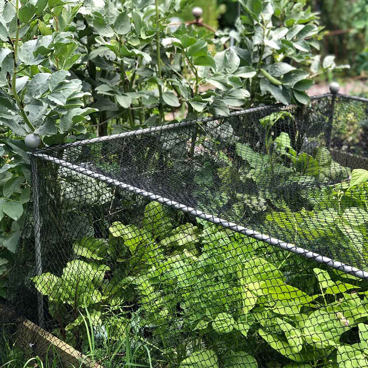 Half shot of the Agriframes Elegance Vegetable Cage with round finials installed in a raised bed with vegetable plants growing within it