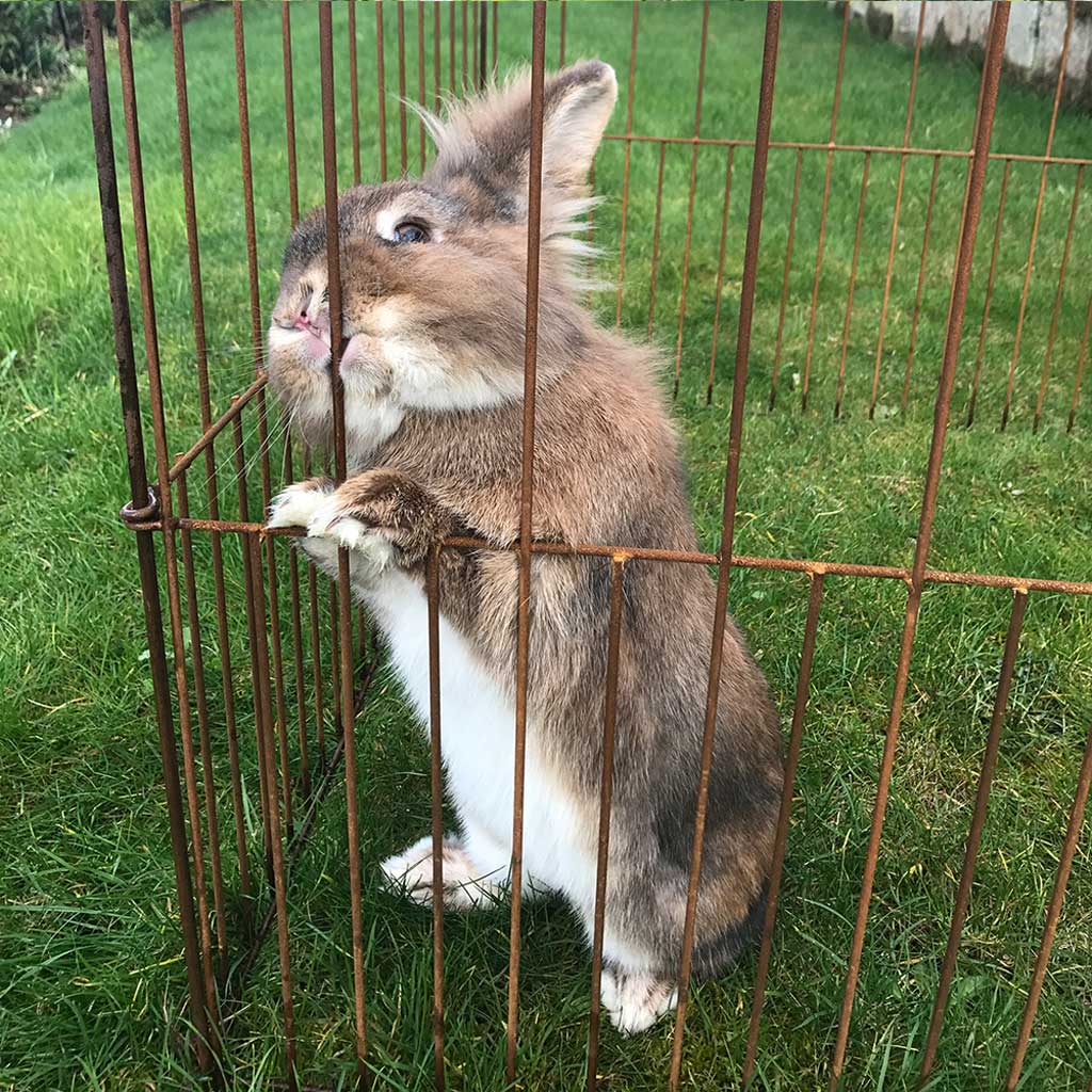elegance pea and pest fence in rustic colour rabbit 