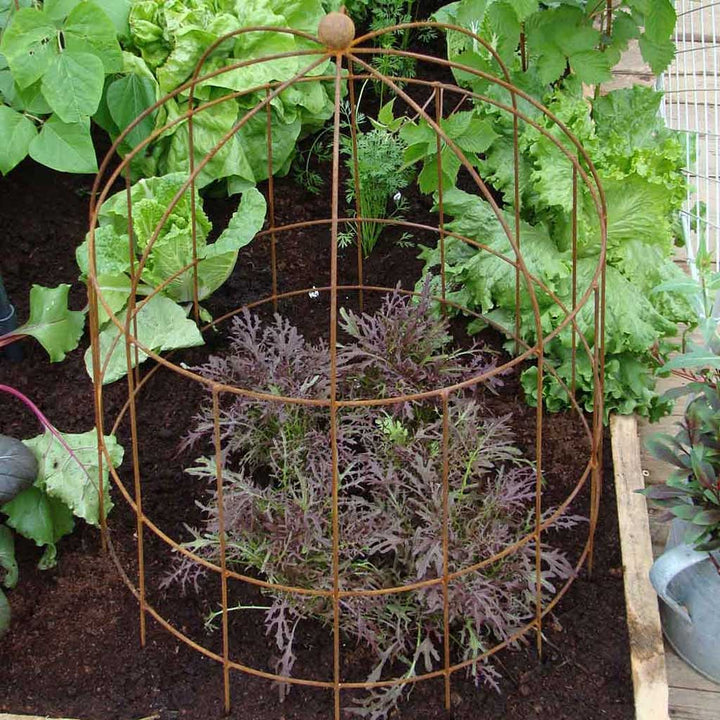 Agriframes Elegance Bell Cloche in rustic colour in gaden 