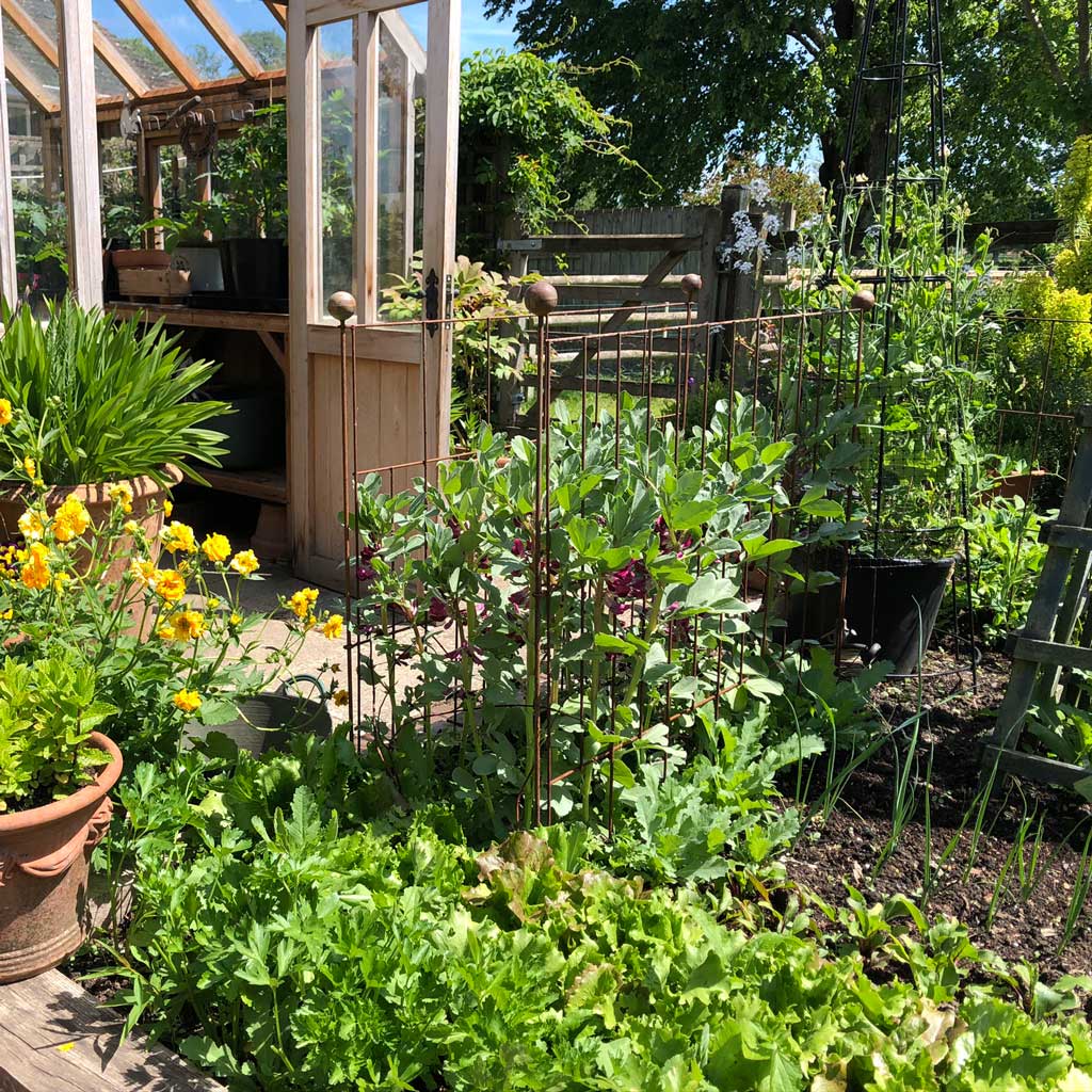 elegance_pea_and_pest_fence_in_use_in_a_garden 