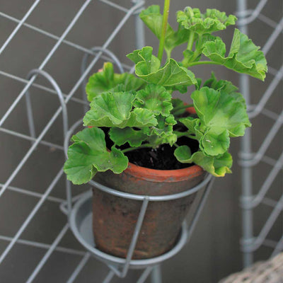 Elegance Pot Holder-in use agriframes