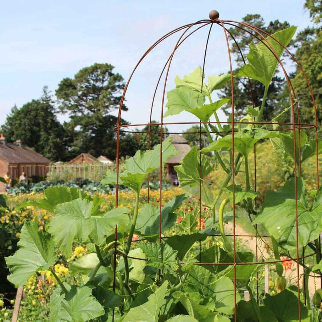 Elegnace runner bean tower in colour option rustic in a garden 