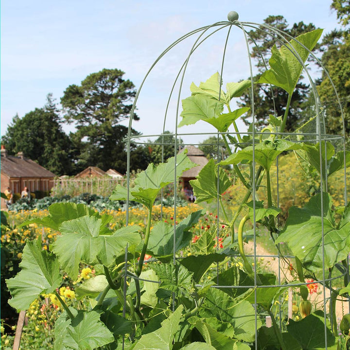 Elegance Runner Bean Tower