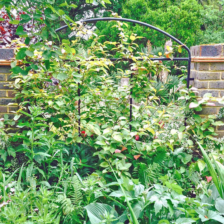 fencing screen with climbing flowers