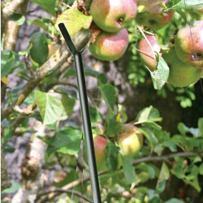fruit brance support in use in a garden on an apple tree 