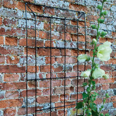 Georgian window trellis 