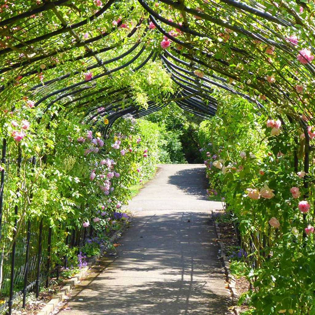 gothic_pergola_from_inside_agriframes