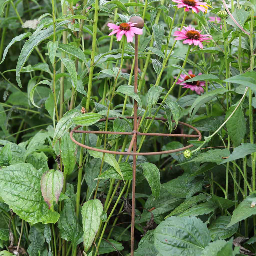 Quadrant Grow Through Plant Support