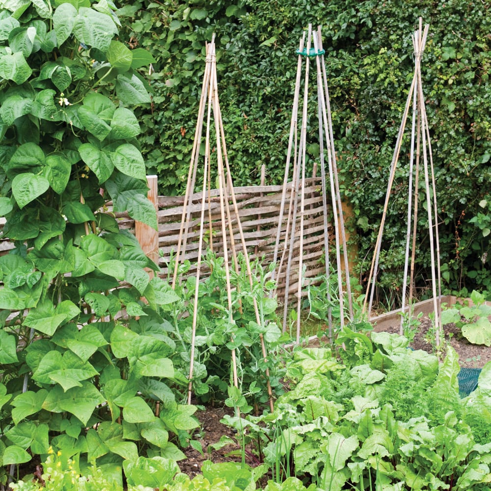 Heavy Duty Bamboo Canes Plant Frames And Supports Agriframes