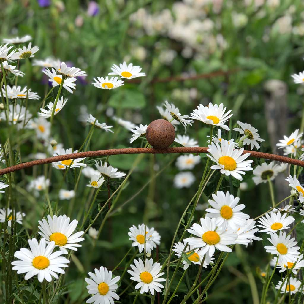 Agriframes Elegance Hooped Cloche in rustic colour, with daisys, no net, in gerden 