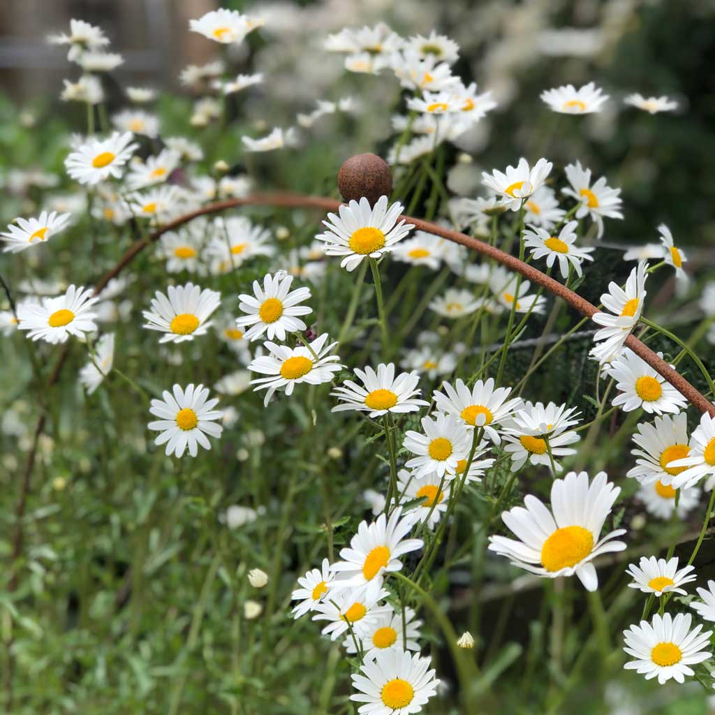 Agriframes Elegance hooped cloche, rustic. In garden above Daisys 