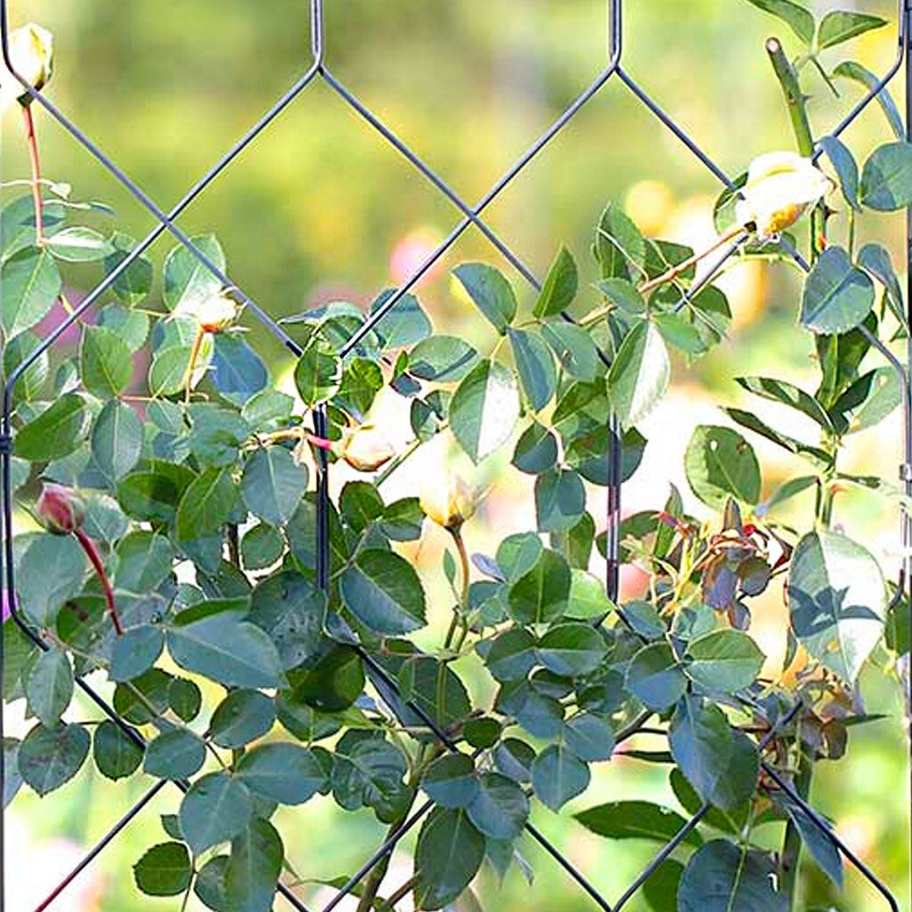 lattice garden screen with climbing plants