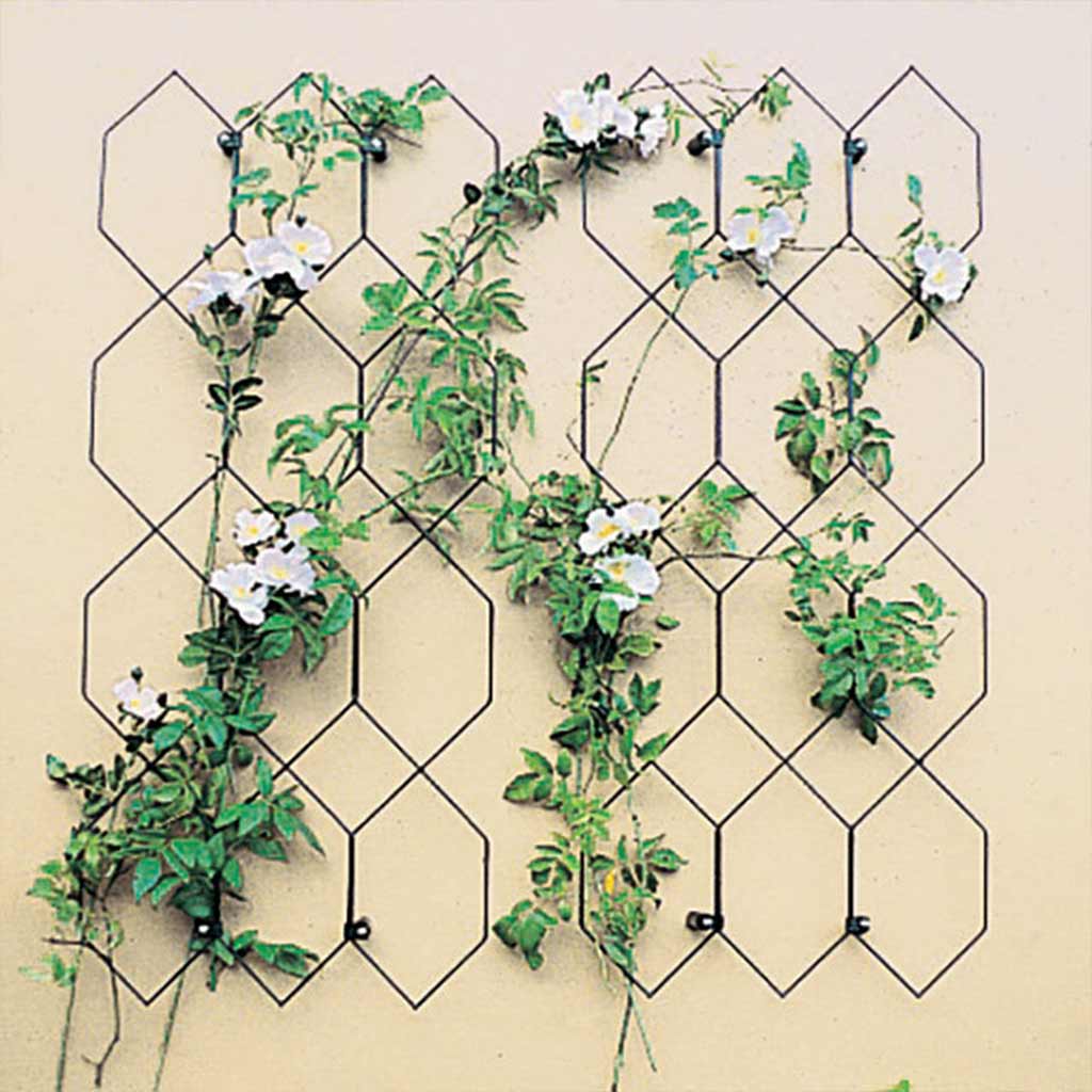 lattice trellis on wall 