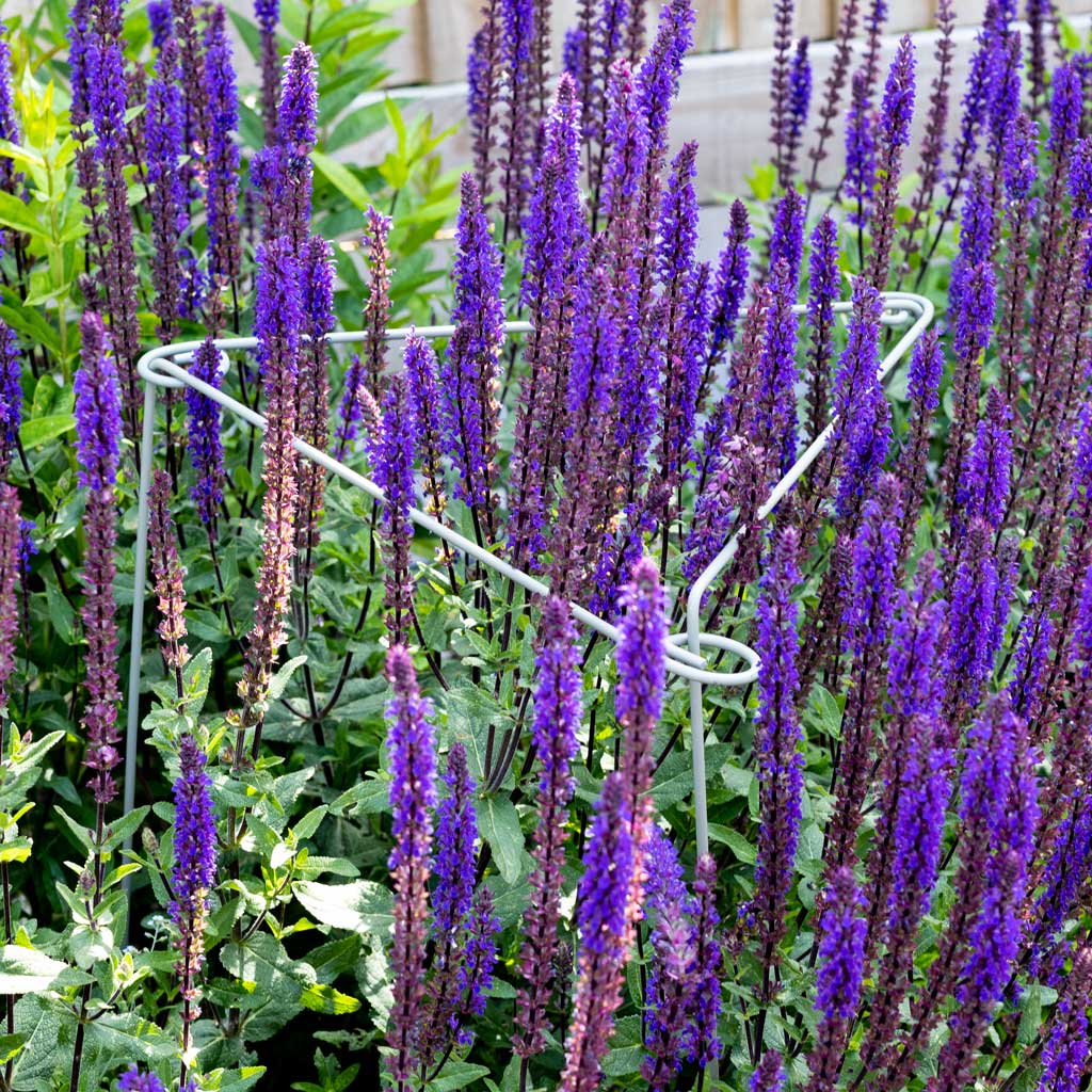 Agriframes Lock and Link in Sage Green finish installed in a flowerbed with bright purple flowers growing through and around it.