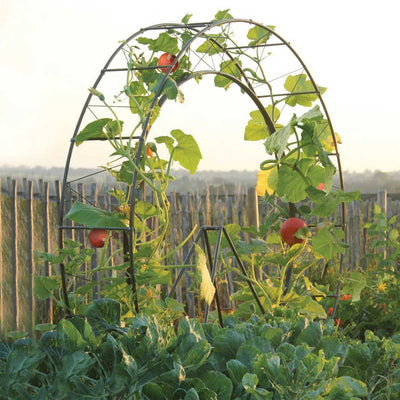 London eye plant frame in matt black 