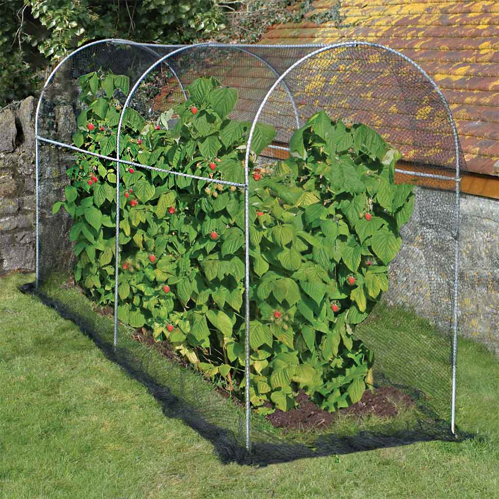 Agriframes Long Domed Fruit Cage with a raspberry bush inside