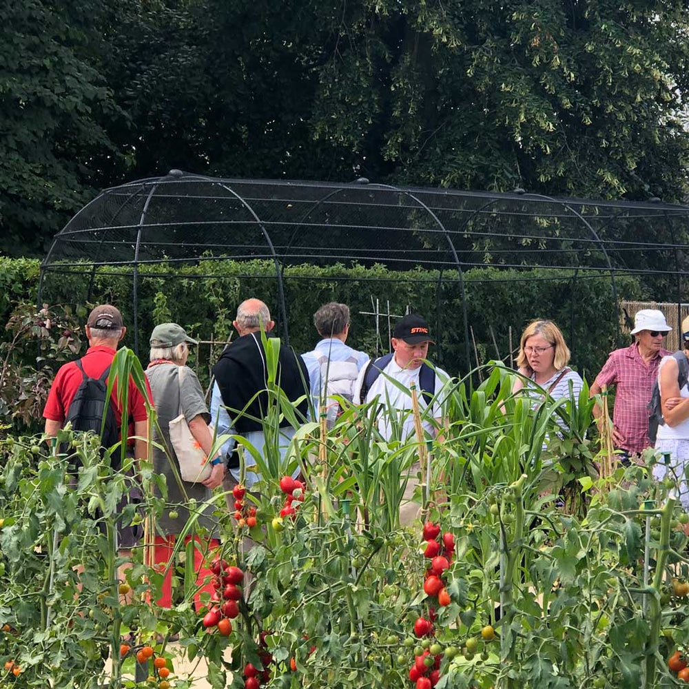 Agriframes long narrow fruit cage Hampton Court