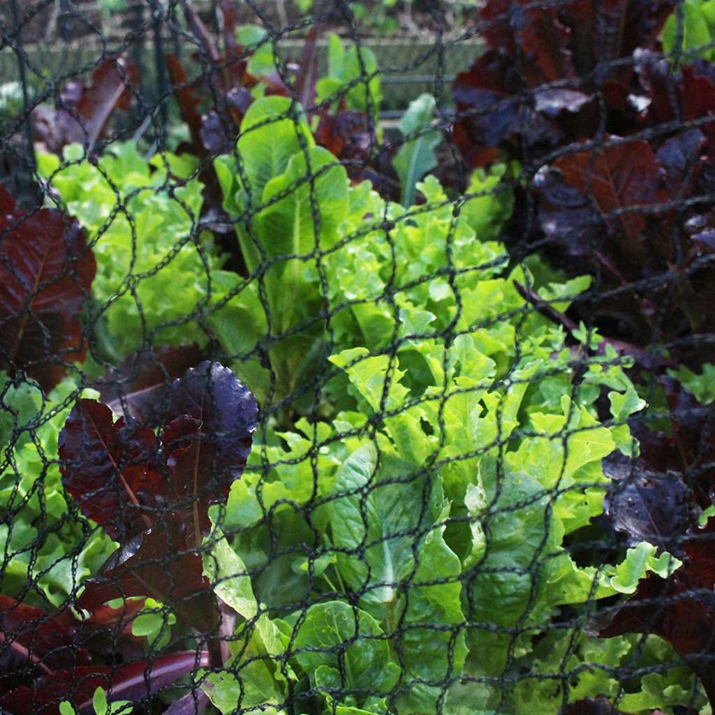 Netting over an Agriframes Mini Crop Cage with vegetables growing inside