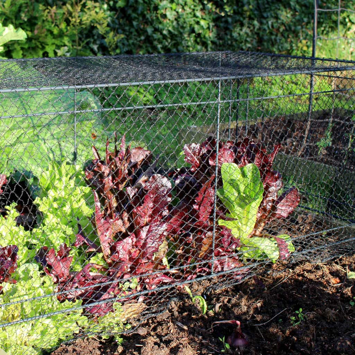 Closeup shot of the Agriframes Mini Crop CAge with vegetables growing underneath it 