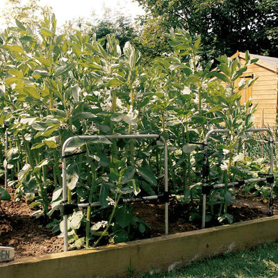 multi purpose grow through frame in use in a garden 