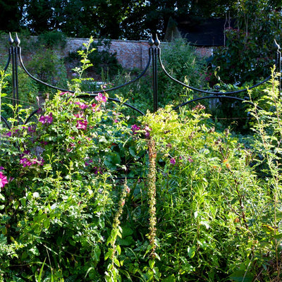 Oval Screen- agriframes - flowers