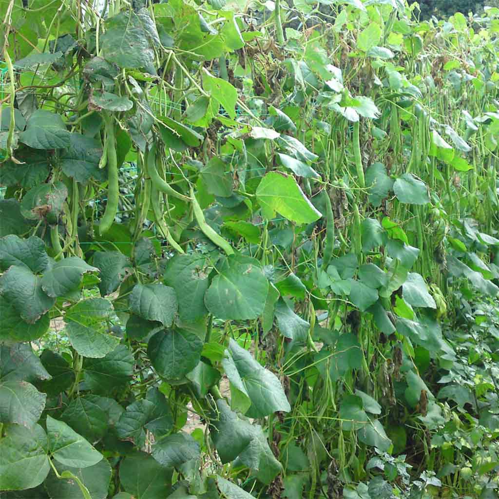 pea and bean netting example 