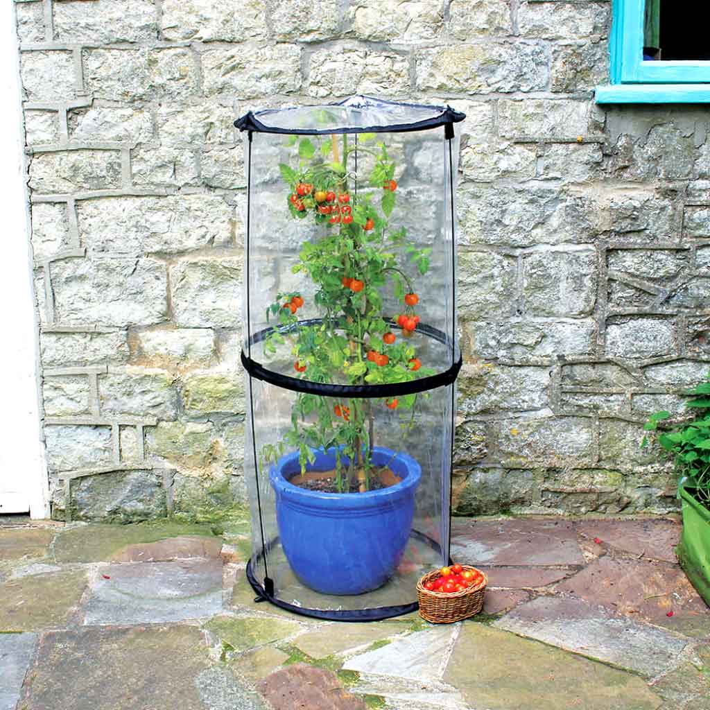 pop-up tomato cloche in use by a wall 