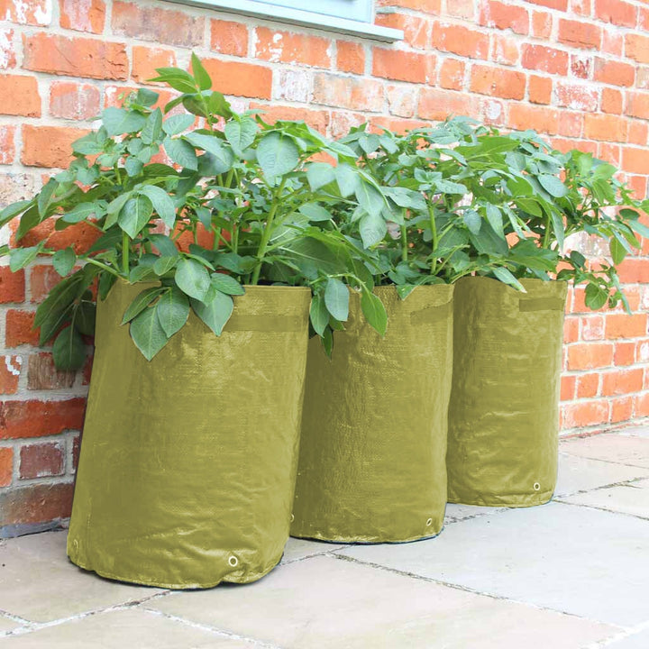 Agriframes Potato Patio Planter in Green with potato plants in them on a patio