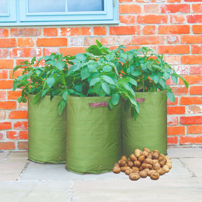 Potato Patio Planter (Pack of 3)