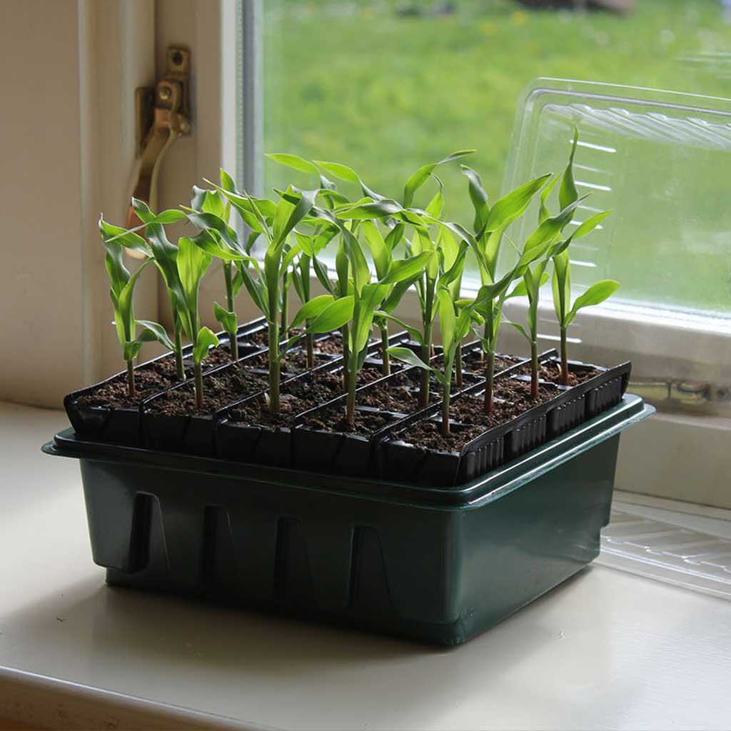 Agriframes Rapid Roottrainer being used to grow plants on a window ledge 