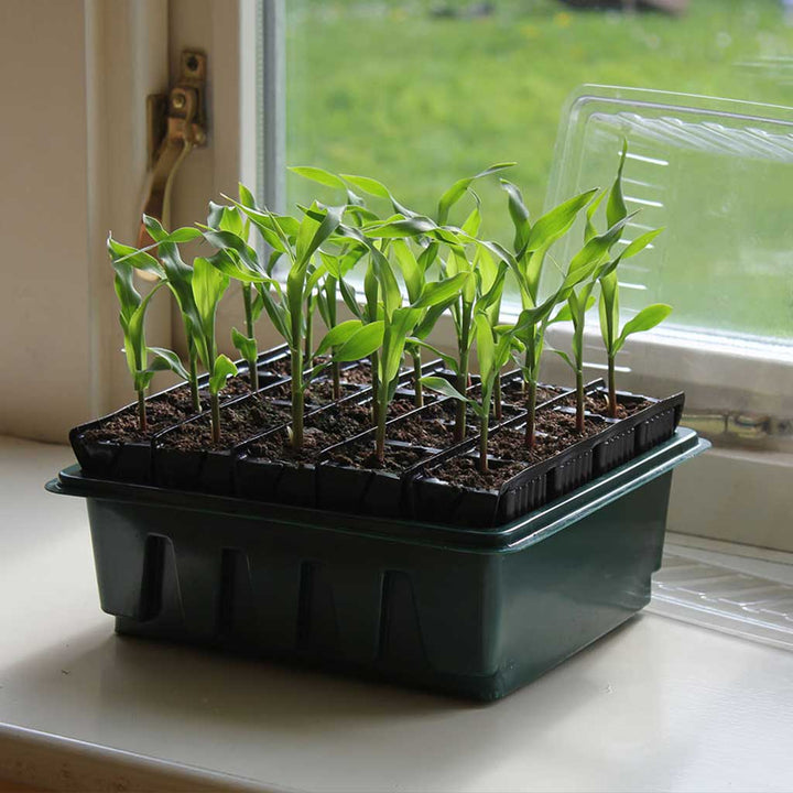 Agriframes Rapid Roottrainer being used to grow plants on a window ledge 